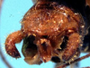 CollectionObject 1499284; 0f9fbff2-8dec-4949-90ea-c7d8ccba115c: male cerci (holotype). (CollectionObject).