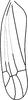 Forewing on Distantasca latibasis (Zhang & Liu, 2010): Forewing. (Observation).