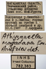 Other on Athysanella magadana Emeljanov, 1988: Labels - Male. (Observation).