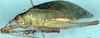 Parascopioricus lancifolius (Brunner von Wattenwyl, 1895): male, lateral view (from Costa Rica, Puntarenas Prov., Manuel Antonio N. P.). (Otu).