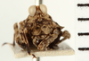 CollectionObject 1571310; 2c24faa2-15bc-4389-8bd3-8b937f26031b: female, frontal view (syntype). (CollectionObject).