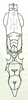 Fijipyrgus gracilis Kevan, 1966: Fig. 2 C. male frons and thoracic sterna, ventral view. (Otu).