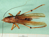 CollectionObject 1502876; b1b0189d-290b-42aa-96d1-af89dcabcd5e: female, dorsal view (syntype). (CollectionObject).