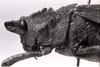 CollectionObject 1506893; 691d30c6-ca2a-46a5-acf0-bb0eb7d3c21c: Image C.S. Carbonell. female, head and pronotum, lateral view (possibly holotype of Procolpia (Prorhachis) gonagra). (CollectionObject).