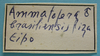 CollectionObject 1542989; d09348bc-01dc-4a55-afa7-00afff04abc7: label (holotype of Hammatofera brasiliensis). (CollectionObject).