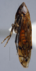 Habitus, lateral view: (Observation).
