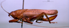 CollectionObject 1503290; MBBJ 3224872, 9ebeaf83-c7e1-4c83-951b-5ef4066babae: female, lateral view. (CollectionObject).