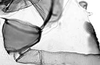 Stylus.: First marginal tubercle and coxa of A. gossypii. (Observation).