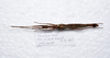 CollectionObject 1576228; 0ebdc1ac-2e83-4089-8e31-7975c0165691: copyright FRCS, Sabah. male, dorsal view (paratype). (CollectionObject).