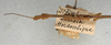 CollectionObject 1558079; f43a6106-40eb-407d-a539-9513655dcadd: copyright NMW, Vienna. male: head and thorax, dorsal view (holotype). (CollectionObject).