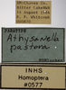 Other on Athysanella (Athysanella) pastora Blocker, 1988: Labels - Male. (Observation).