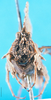 CollectionObject 1500870; d78773cb-a8eb-4289-bc24-5137aa6deab8: female, frontal view (holotype). (CollectionObject).