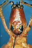 CollectionObject 1589084; fceee817-29be-48e1-923f-d37874f72c74: female, frontal view (allotype). (CollectionObject).