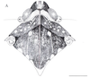 Head: !! display not done !! on Cixidia (Cixidia) confinis (Zetterstedt, 1837): (Observation).