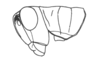 Neopedies noroestensis Ronderos, 1991: Fig. A. male head and pronotum of male, lateral view. (Otu).