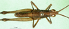 CollectionObject 1568775; 3a0433b0-8bcc-45ef-8107-f207e2717f6d: male, dorsal view (paratype). (CollectionObject).