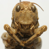 CollectionObject 1535099; 171967d3-fd2a-4d25-9a54-3bdb21eaa2b5: female face (holotype). (CollectionObject).