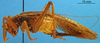 CollectionObject 1505457; eacd2487-c63f-4e6d-9a48-c8a23949a0ea: female, lateral view. (CollectionObject).