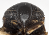 Head: !! display not done !! on Clastoptera brunnea Ball, 1919: (Observation).