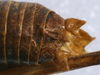CollectionObject 1520748; 99596164-bae8-4264-a360-16b962ed3b74: male cerci (paratype). (CollectionObject).