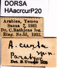 CollectionObject 1507249; 92b17c1c-cc8b-4985-ba9a-9c2a7123117a: labels (paratype of Acrida curta). (CollectionObject).