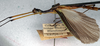 CollectionObject 1560947; NMW 155, 9755451c-0149-4e90-bc05-faf318fdcad6: copyright NMW, Vienna. male: head and thorax, lateral view (holotype). (CollectionObject).