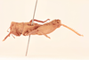 CollectionObject 1518541; 64d82378-c39c-45af-8314-5de33edc9dc1, NHMUK015982294: male, lateral view (lectotype). (CollectionObject).