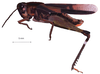 Chortophaga viridifasciata (De Geer, 1773): male, lateral view. (Otu).