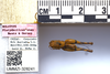 CollectionObject 1499305; a42378cc-27b3-4cfe-9836-04226b3f27ad: Male, dorsal view, with scale and labels (holotype). (CollectionObject).