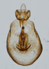 Pygofer, ventral view on Bakerella rotundifrons Beamer, 1945: (Observation).
