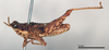 CollectionObject 1578585; c5c303c9-134e-41c2-b8f2-eaae8d6d484f: male, lateral view (paralectotype of Chrotogonus rollini). (CollectionObject).