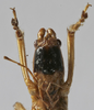 CollectionObject 1539648; 2e85d8d8-a644-4cb5-97bf-2dbbf76a71ee: male face (syntype). (CollectionObject).;CollectionObject 1539649; 5e308dca-8056-47c1-bdb5-c15e234c7dc5: male face (syntype). (CollectionObject).