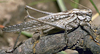 male. Depicts Capnobotes occidentalis (Thomas, 1872), an Otu.