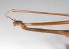 CollectionObject 1558047; 18ad1de7-83f6-4a08-a4b5-7a13d992cd31: copyright ZMHB, Berlin. female: head & thorax, lateral view (syntype). (CollectionObject).;CollectionObject 1558048; ec519d3d-276b-4cc7-b1c8-1737c64766b4: copyright ZMHB, Berlin. female: head & thorax, lateral view (syntype). (CollectionObject).