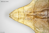 CollectionObject 1588244; MNCN(SF IMPORT DUPLICATE) 110705, bc1708c3-463b-4c5b-a1bc-b53609e7eab1: copyright MNCN, Madrid. female: end of abdomen, dorsal view (holotype). (CollectionObject).