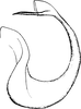 Aedeagus, lateral view on Platymetopius (Platymetopius) catenatus Dlabola, 1981: Aedeagus, lateral view. (Observation).