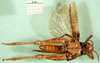 CollectionObject 1501574; cb961aec-93b8-410f-acf5-f0aca5cd1ace, DORSA BA000283S01: male, ventral view (holotype). (CollectionObject).