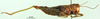 CollectionObject 1501650; cc941f1a-6003-49f8-a511-0a67bbd6b6cd, DORSA BA000169S01: female, lateral view (holotype). (CollectionObject).