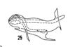 Aedeagus, lateral view: !! display not done !! on Haplaxius pictifrons (Stål, 1862): (Observation).