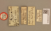 CollectionObject 1519789; b3684006-21e8-47bd-9141-a17fb3b02198: labels (holotype). (CollectionObject).