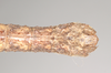 CollectionObject 1561348; NHMUK(SF IMPORT DUPLICATE) 845172-845173, 023e3109-caa2-4943-bf8c-569cbda484df: copyright Natural History Museum, London. male: end of abdomen, dorsal view of Prisopus berosus (syntype). (CollectionObject).