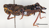 CollectionObject 1535531; 1ed528d2-3893-461f-99a4-c71ae9b1d677: female, lateral view (holotype). (CollectionObject).