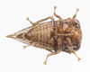 Live specimen: !! display not done !! on Vanduzea laeta Goding, 1893: (Observation).