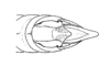 Titanacris albipes (De Geer, 1773): Fig. 42. male abdomen tip, dorsal view. (Otu).