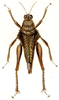 Chrotogonus (Chrotogonus) homalodemus homalodemus (Blanchard, 1836): Pl. 13, Fig. 3. "Chrotogone lugubre" female (Chrotogonus lugubris). (Otu).