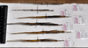 CollectionObject 1597628; 1b4b031a-fd4b-42e9-a415-78060eb24870: copyright QM. male and female, lateral view (paratypes). (CollectionObject).;CollectionObject 1597629; 908be5da-decc-4ef3-8a93-6fd5c8910bcb: copyright QM. male and female, lateral view (paratypes). (CollectionObject).