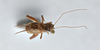 CollectionObject 2869068; 7339a8f4-922b-4205-b355-080d4fb4176a, CNCI 1154965: Eunemobius carolinus. (CollectionObject).