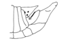 Eugenacris pulchra Descamps & Amédégnato, 1972: Fig. 24. male abdomen tip, lateral view. (Otu).