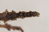 CollectionObject 1561336; NHMUK(SF IMPORT DUPLICATE) 844716, 8f2f0cbb-2369-4b48-8f04-7471200ee3f3: copyright Natural History Museum, London. male: end of abdomen, ventral view (holotype). (CollectionObject).