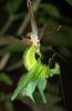 Ectemna dumicola Saussure & Pictet, 1897: female molting. (Otu).